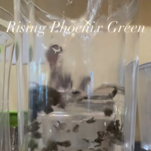 screenshot 2026 03 07 at 10.41.39 am